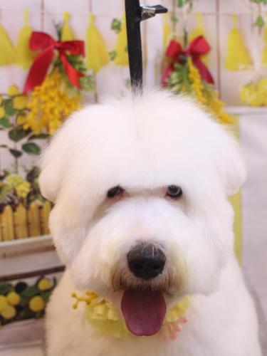 20240418シャルルくん